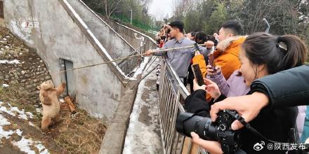 春节来秦岭四宝科学公园看“国宝”