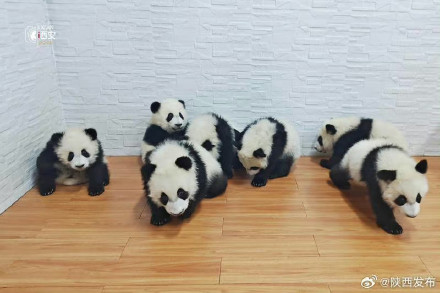 春节来秦岭四宝科学公园看“国宝”