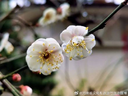 春节期间，郑州各大公园张灯结彩超好逛