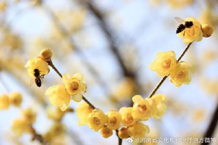 春节期间，郑州各大公园张灯结彩超好逛