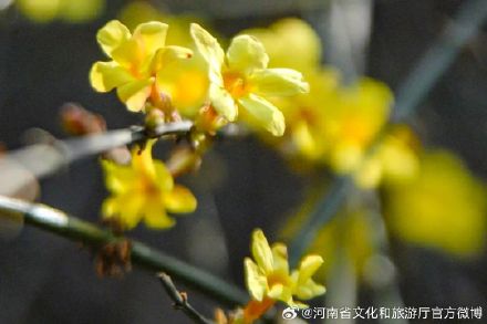 春节期间，郑州各大公园张灯结彩超好逛