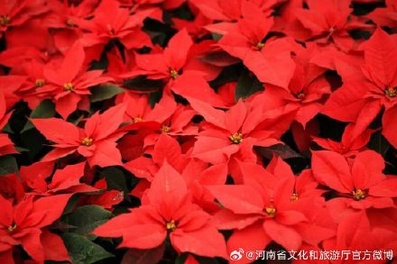 春节期间，郑州各大公园张灯结彩超好逛