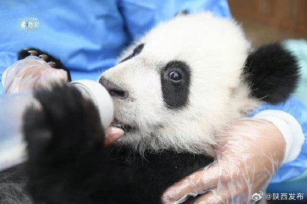 春节来秦岭四宝科学公园看“国宝”