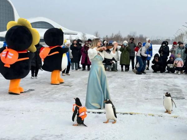 “淘学企鹅”不说再见,极地公园巡游不落幕 “淘学企鹅”不说再见,极地公园巡游不落幕