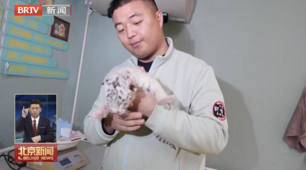 他们的工作，是给野生动物当“奶爸奶妈”！
