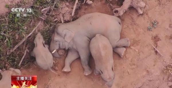 野象家族闹新春！在“大象食堂”吃上了“团圆饭”