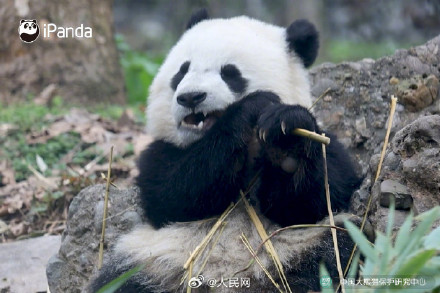 大熊猫初五送福啦