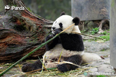 2024熊猫萌贺龙年