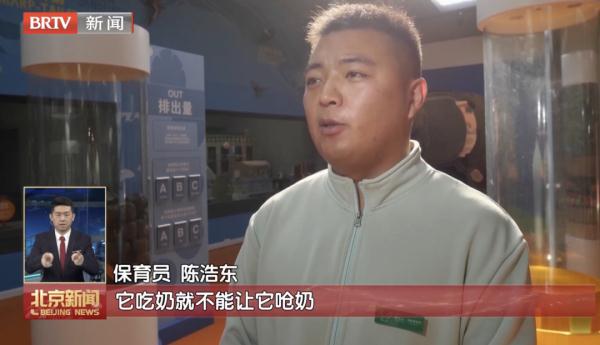 他们的工作，是给野生动物当“奶爸奶妈”！