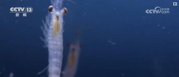 科技力,世界瞩目!我国已成为国际南极研究不可或缺的力量 科技力,世界瞩目!我国已成为国际南极研究不可或缺的力量