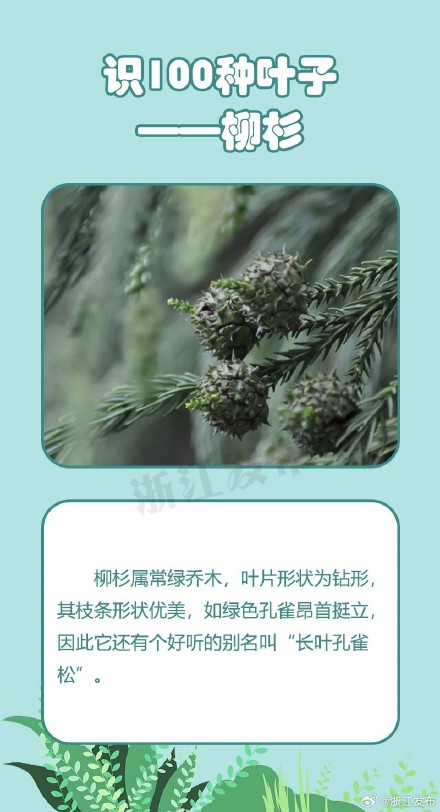 涨见识啦!这些形态多姿的叶片,你都认识吗? 涨见识啦!这些形态多姿的叶片,你都认识吗?