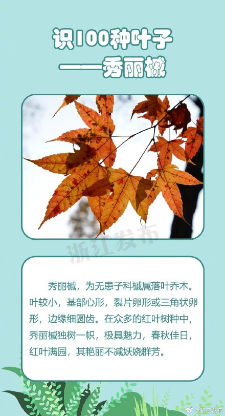 涨见识啦!这些形态多姿的叶片,你都认识吗? 涨见识啦!这些形态多姿的叶片,你都认识吗?