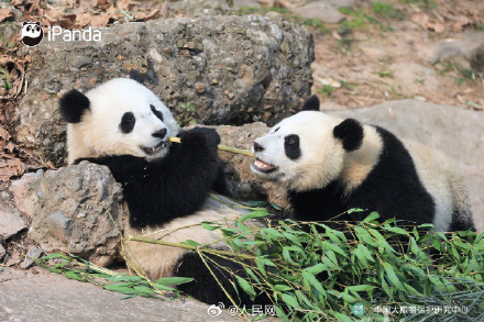 大熊猫初五送福啦