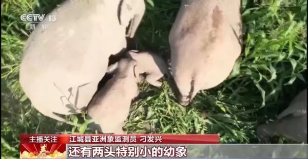 野象家族闹新春！在“大象食堂”吃上了“团圆饭”