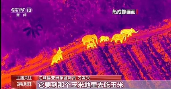 野象家族闹新春！在“大象食堂”吃上了“团圆饭”