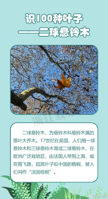 涨见识啦!这些形态多姿的叶片,你都认识吗? 涨见识啦!这些形态多姿的叶片,你都认识吗?