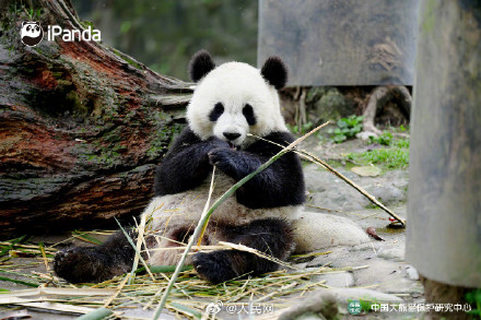 大熊猫初五送福啦