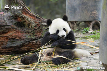 2024熊猫萌贺龙年