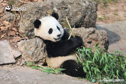 2024熊猫萌贺龙年