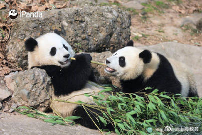 2024熊猫萌贺龙年