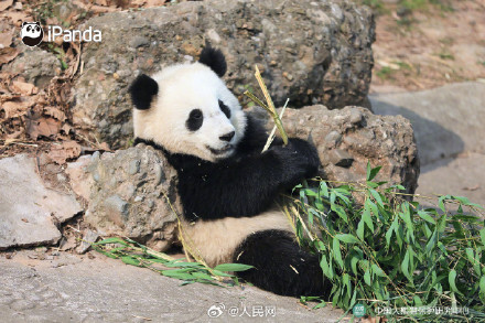 大熊猫初五送福啦