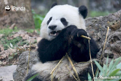 2024熊猫萌贺龙年