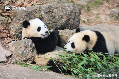 2024熊猫萌贺龙年