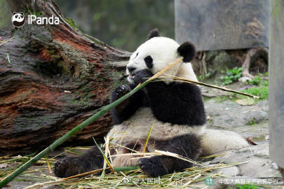 大熊猫初五送福啦