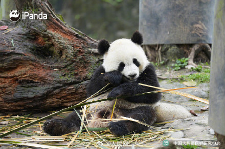 大熊猫初五送福啦