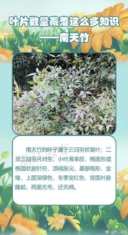 没想到植物的叶片数量竟藏着这么多知识 没想到植物的叶片数量竟藏着这么多知识