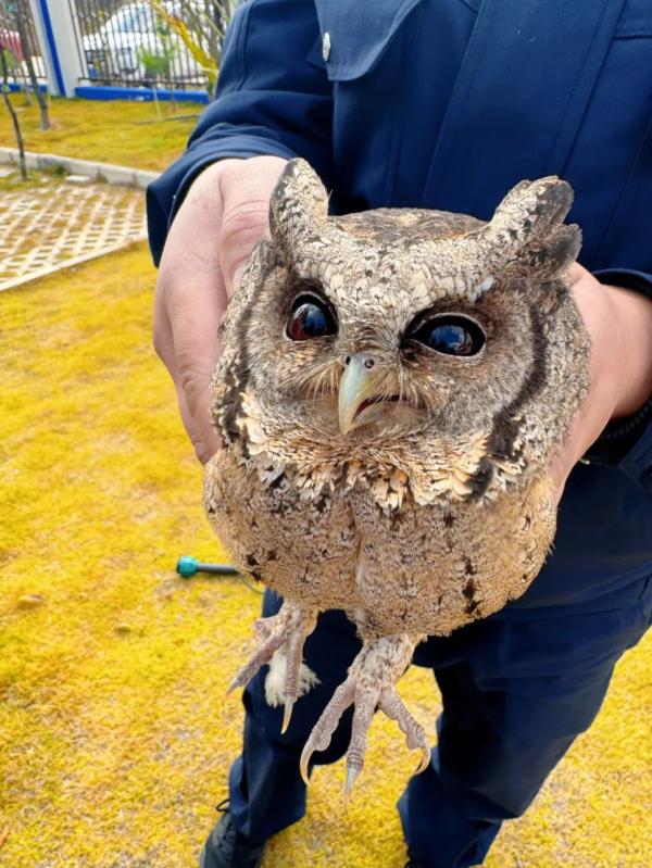 高颜值“萌禽”出没!警民携手救助国家二级保护动物 高颜值“萌禽”出没!警民携手救助国家二级保护动物