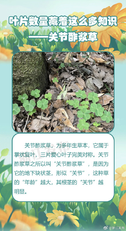 没想到植物的叶片数量竟藏着这么多知识 没想到植物的叶片数量竟藏着这么多知识