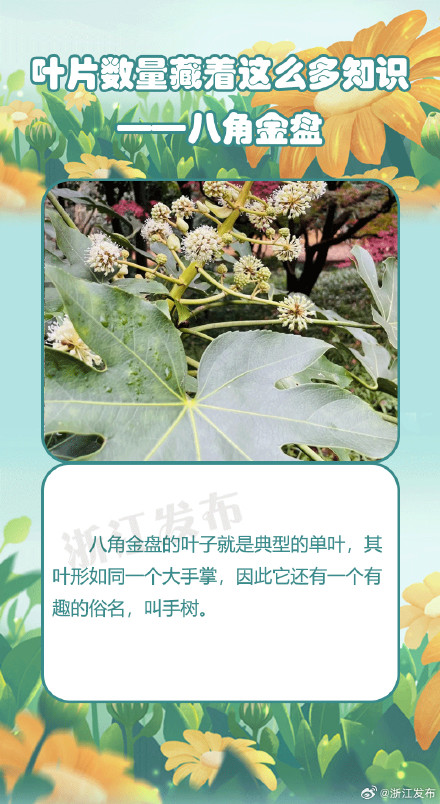 没想到植物的叶片数量竟藏着这么多知识 没想到植物的叶片数量竟藏着这么多知识
