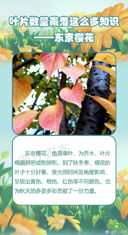 没想到植物的叶片数量竟藏着这么多知识 没想到植物的叶片数量竟藏着这么多知识