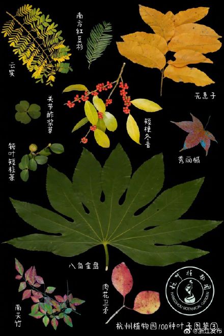 没想到植物的叶片数量竟藏着这么多知识 没想到植物的叶片数量竟藏着这么多知识