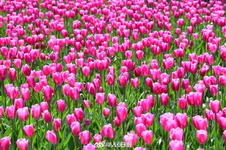 浙江金华郁金香迎春绽放