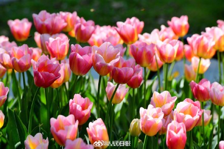 浙江金华郁金香迎春绽放