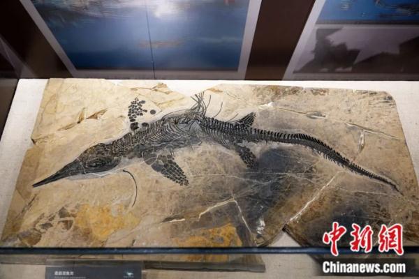 龙年说龙，亿万年前陆、海、空这三种龙有何奥秘？