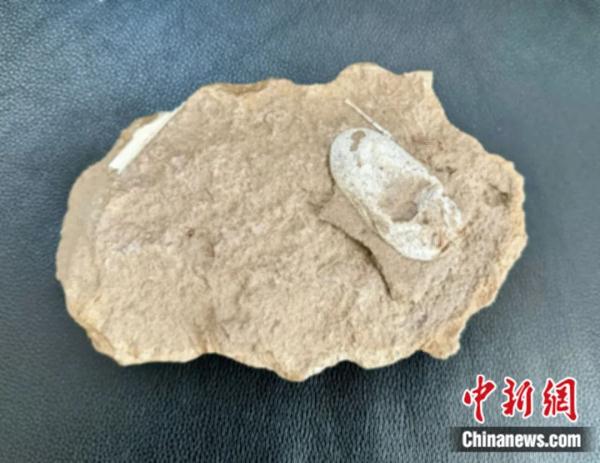 龙年说龙，亿万年前陆、海、空这三种龙有何奥秘？