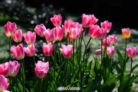 浙江金华郁金香迎春绽放