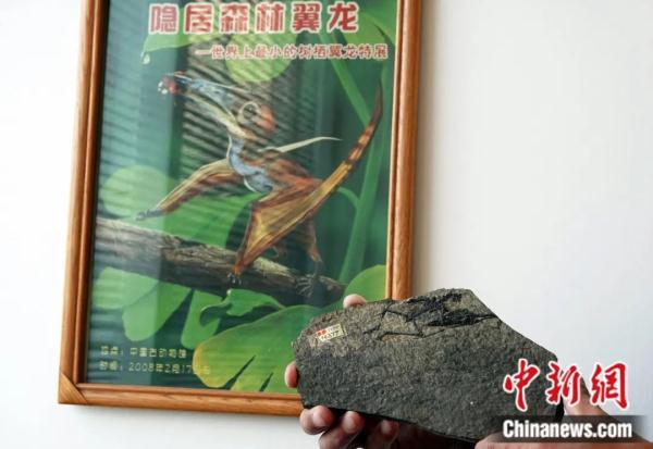龙年说龙，亿万年前陆、海、空这三种龙有何奥秘？