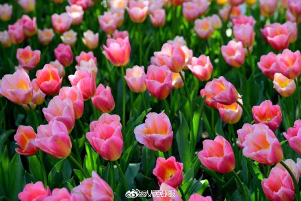 浙江金华郁金香迎春绽放