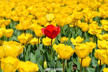 浙江金华郁金香迎春绽放
