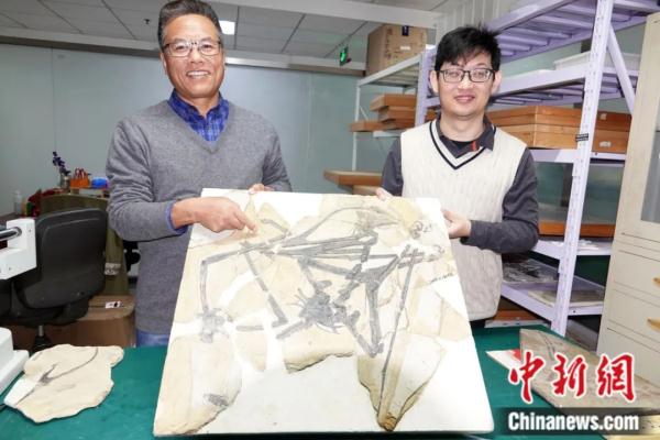 龙年说龙，亿万年前陆、海、空这三种龙有何奥秘？