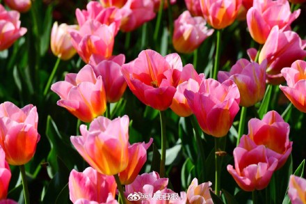 浙江金华郁金香迎春绽放