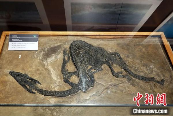 龙年说龙，亿万年前陆、海、空这三种龙有何奥秘？