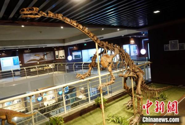 龙年说龙，亿万年前陆、海、空这三种龙有何奥秘？