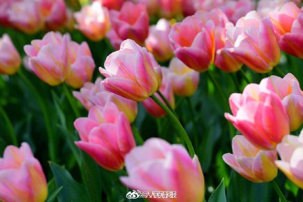 浙江金华郁金香迎春绽放