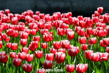 浙江金华郁金香迎春绽放