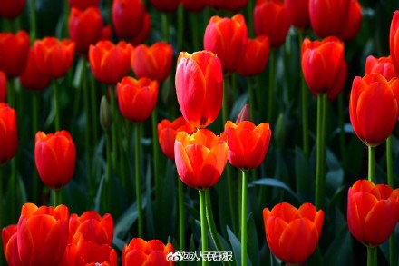 浙江金华郁金香迎春绽放